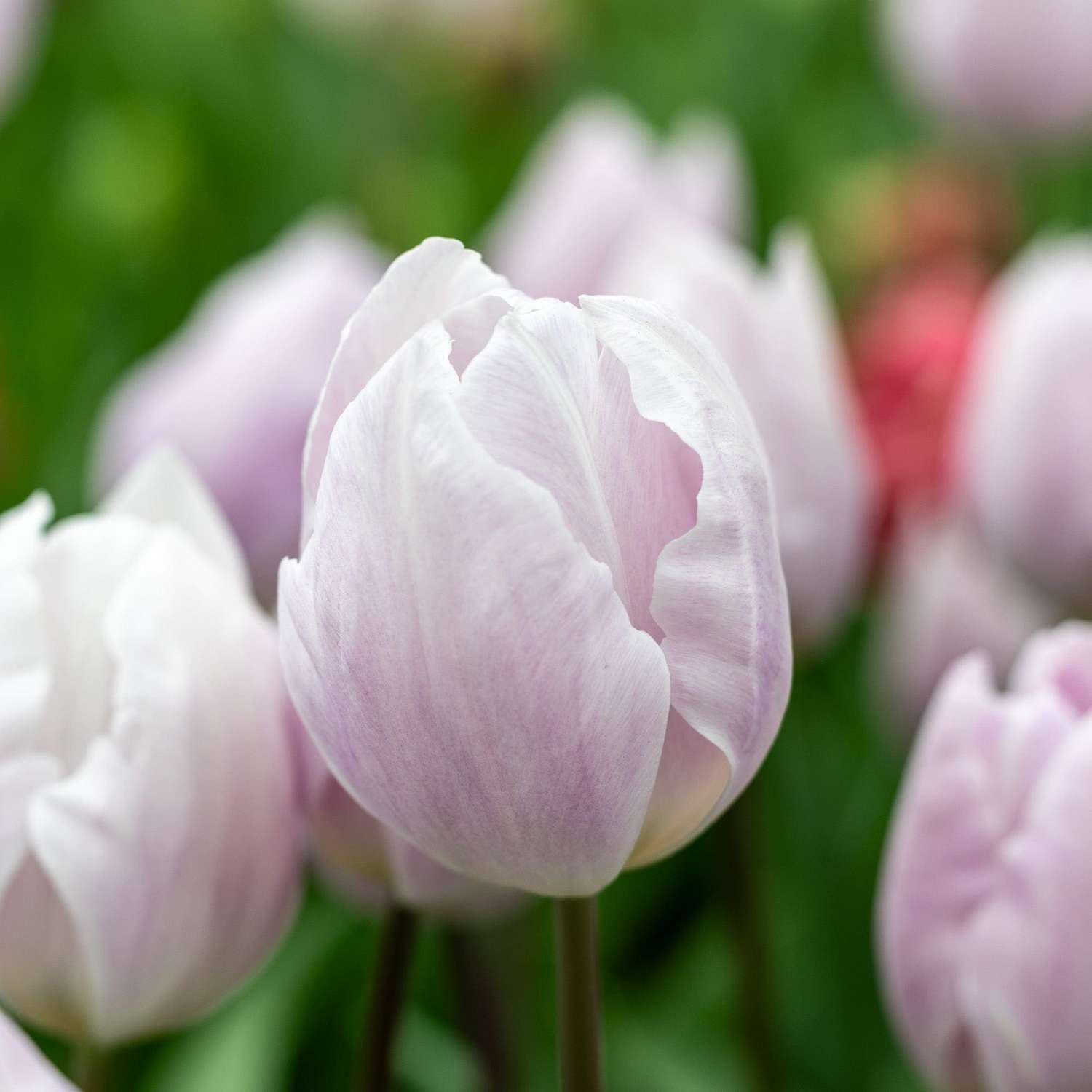 Tulppaani 'Silver Cloud'
